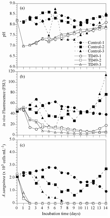 Changes in pH (a), in vivo fluorescence (b) and abundances (c) of Akashiwo sanguinea in middle scale experiments (MS)