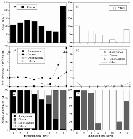 Change in chl.a of Akashiwo sanguinea for experiment of control (a) and TD 49 substance (b) in middle scale experiments (MS). Total abundances and relative contribution (%) of Akawhiwo sanguinea for experiments of control (b-c) and TD 49 substance (e-f). Controls were algal cultures without TD 49 substance. Experiment of methanol and TD 49 substance were algal cultures after inoculated each substance. Error bars represent the standard deviation of triplicate samples