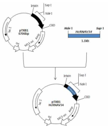 Construction of pTXB1-HcRNAV34