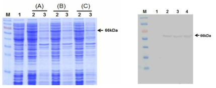 IPTG 농도에 따른 HcRNAV34 캡시드 단백질의 발현. (A) 0.1 mM, (B) 0.5 mM and (C) 1 mM