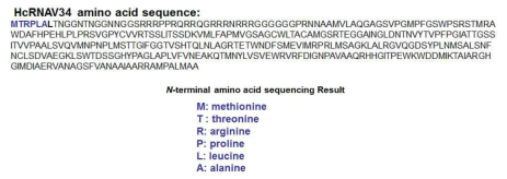 정제된 HcRNAV34 캡시드 단백질의 N-terminal amino acid sequencing