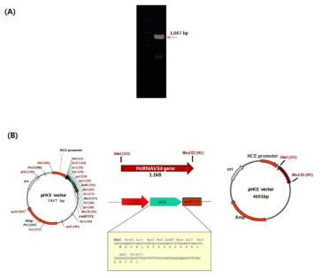 재조합 플라스미드 pHCE-HcRNAV34의 제작. (A) HcRNAV34 gene PCR product (1086bp), (B) Schematic representation of cloning pHCE–HcRNAV34 gene