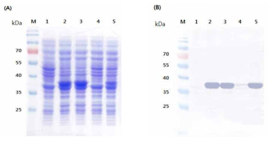 다양한 종류의 pHCE vector에 따른 HcRNAV34 캡시드 단백질의 발현. (A) SDS-PAGE (B) Western blot. Symbol: M, Molecular marker, lane 1. Control E. coli BL21(DE3), lane 2. pHCE IA HcRNAV34, lane 3. pHCE IB HcRNAV34, lane 4. pHCE ⅡA HcRNAV34, lane 5. pHCE ⅡB HcRNAV34