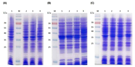 배양 온도에 따른 HcRNAV34 캡시드 단백질의 발현. (A). 30℃ (B). 37℃ (C). 40℃. Symbol: M. Molecular marker, lane 1. Control E. coli BL21(DE3), lane 2. pHCE IA HcRNAV34, lane 3. pHCE IB HcRNAV34, lane 4. pHCE ⅡB HcRNAV34