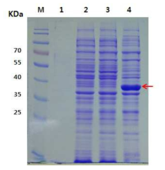 배양 온도에 따른 E. coli BL21 pHCE-IA::HcRNAV34의 캡시드 단백질의 발현. Symbol: M. Molecular marker; lane 1. 16℃, lane 2. 25℃; lane 3. 30℃, lane 4, 37℃