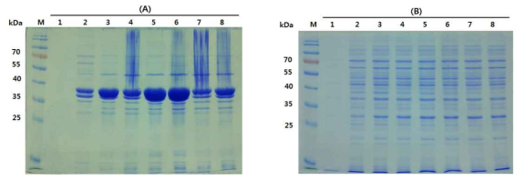 배양 시간에 따른 HcRNAV34 캡시드 단백질의 발현 양상 비교. (A). insoluble fraction, (B). soluble fraction. Symbol: M, Molecular marker, lane 1. 3 h, lane 2. 6 h, lane 3. 9 h, lane 4. 12 h, lane 5. 15 h, lane 6. 18 h, lane 7. 21 h, lane 8. 24 h