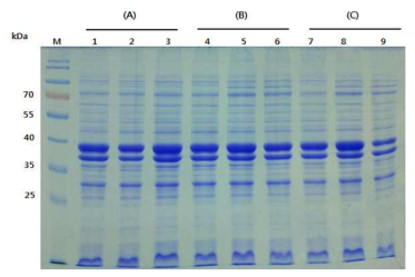 배양 배지 조성변화에 따른 HcRNAV34 캡시드 단백질의 발현. (A). Glucose, (B) MgSO4 and (C) CaCl2. Symbol: M, Molecular marker, lane 1. 0.2%, lane 2. 0.4%, lane 3. 0.6%, lane 4. 0.2 mM, lane 5. 1 mM, lane 6. 5 mM, lane 7. 0.05 mM, lane 8. 0.1 mM, lane 9. 0.5 mM