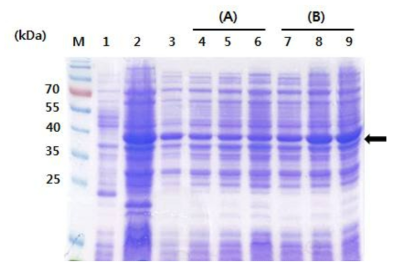 배양 배지 조성변화에 따른 HcRNAV34 캡시드 단백질의 발현. (A). Effect of yeast extract concentration (B). Effect of trypton concentration. Symbol: M, Molecular marker, lane 1. BL21(DE3), lane 2. LB medium, lane 3. M9 mineral medium, lane 4. 0.05%, lane 5. 0.1%, lane 6. 0.5%, lane 7. 0.1%, lane 8. 0.5%, lane 9. 1%