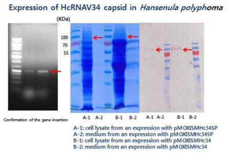 H . polyphoma에서 HcRNAV34 캡시드의 발현