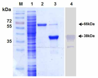 Chitin column chromatography를 이용한 HcRNAV34 캡시드 단백질의 정제. Symbol: M, molecular weight marker; lane 1, cell free extract; lane 2, fusion protein bound to chitin resin; lane 3, purified HcRNA34 capsid protein (0.02㎎); lane 4, Western blot analysis of HcRNA34 VLP antibody