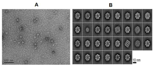 TEM analysis of reassociated HcRNAV34 VLPs visualized by negative staining (A) and Cryo-EM analysis from projection averages of negatively stained particles (B)