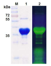 SDS-PAGE analysis of HcRNAV34 capsid protein labeled with FITC. Symbol: M, molecular weight marker; lane 1, purified HcRNAV34 capsid protein; lane 2, HcRNAV34 capsid protein labeled with FITC illuminated with UV lamp