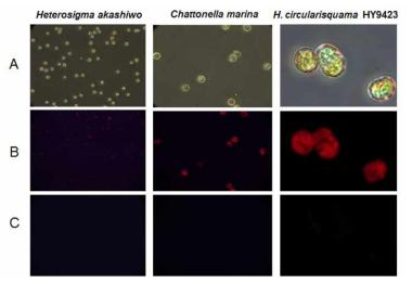 Host specific binding of HcRNAV34 VLPs labeled with FITC to its non-host, H. akashiwo, C. marina and H. circularisquama HY9423, under the observation with optical and fluorescent microscopy. Optical filter (A), red filter (B), and green filter (C)