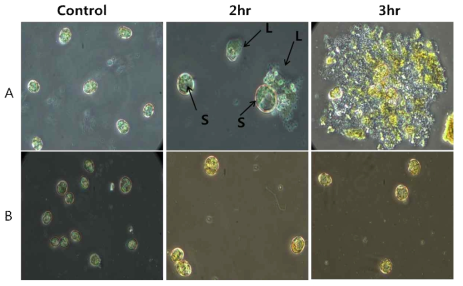 Host specific algicidal effect of HcRNAV34 VLPs encapsulated with TD49 on its host H. circularisquama HU9433-P (A) and its non-host HY9423 (B) at 20℃ for 2 hr and 3 hr