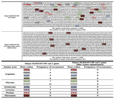 HcRNAV109 캡시드 유전자의 코돈 최적화
