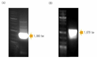 HcRNAV109 DNA fragment. (A) HcRNAV109, (B) HcRNAV109-intein