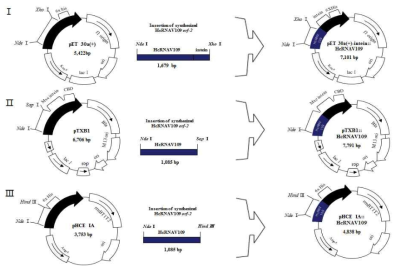 HcRNAV109를 삽인한 다양한 종류의 재조합 플라스미드 모식도