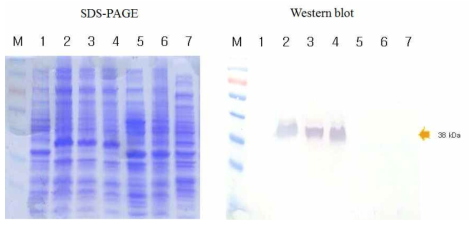 대장균 균주들의 종류에 따른 발현. 1: only BL21, 2: before induction, 3: BL21(DE3), 4: XL1-blue, 5: ER2566, 6: Mg1655, 7: rpoS-