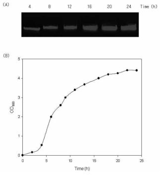 대장균 성장에 따른 재조합 플라스미드 pHCE-IA::HcRNA109 VLP 활성. A: Plasmid activity of E. coli BL21(DE3) harboring recombinant HcRNAV109 VLP gene depending on the cell growth, B: cultivated in a 5 L fermenter. The culture conditions were as follows: incubation temperature at 37℃, agitation speed 200 rpm