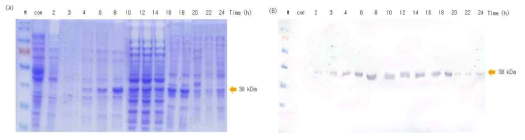 시간에 따른 M9 최소배지에서 HcRNAV109 VLP 발현량 (5L fermenter). A:SDS-PAGE, B: Western blot