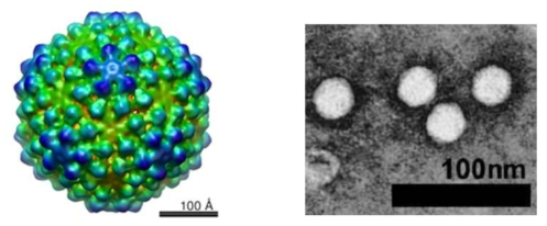 Heterocapsa circularisquama RNA 바이러스의 모델(좌측)과 전자현미경 사진(우측)