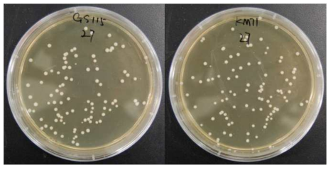 본 실험에 사용한 P. pastoris GS115와 KM71 숙주세포