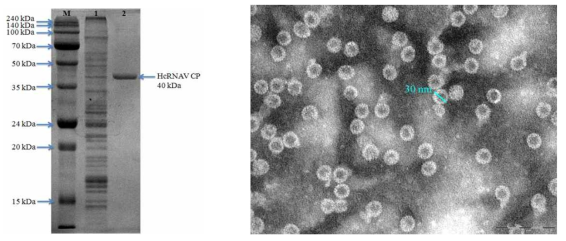 순수하게정제된 HcRNAV109 CP 단백질 (좌측, Lane 1, Soluble fractions of H109-24 after sonication 2, Purified HcRNAV Coat Protein; M, DokDo-MARKTM Broad-range.)과 자기조립화된109 바이러스캡시드(바크기100 nm)