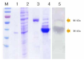 대장균내 과 발현된 재조합 HcRNAV34의 정제 (pTXB1::HcRNAV109). 1: only vector, 2: soluble fraction, 3: fusin protein bound to chitin resin, 4: HcRNAV109 bound to chitin resin after 50mM DTT treatment, 5: western blot