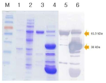 대장균내 과 발현된 재조합 HcRNAV34의 정제 (pET30a::HcRNAV109 VLP). 1: only BL21(DE3), 2: soluble fraction, 3: purified HcRNAV109-intein fused VLP protein, 4: HcRNAV109 VLP protein after 100 mM DTT treatment for 11 h at 21℃, 5: Western blot analysis of purified HcRNAV109-intein VLP protein, 6: Western blot analysis of HcRNAV109 VLP protein after 100 mM DTT treatment