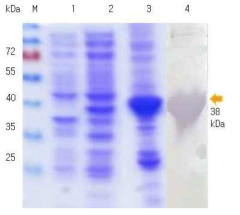 대장균내 과 발현된 재조합 HcRNAV34의 정제 (pET30::HcRNAV109 VLP). 1: only BL21(DE3), 2: total protein expressed in E. coli BL21(DE3), 3: purified HcRNAV109 VLP protein, : Western blot of purified HcRNAV109 VLP protein