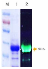 형광 물질 FITC가 표지된 HcRNAV109 VLP. 1: purified HcRNAV109 VLP protein, 2: HcRNAV109 VLP protein labeled with FITC illuminated with UV-visible lamp