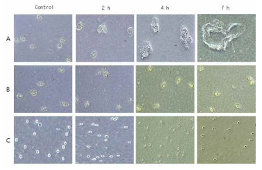 TD49가 탑재된 캡시드 입자의 선택적 숙주 살조능. A: host H. circularisquama HY9423, B: non-host H. circularisquama HU9433-P. C:H. akasiwo