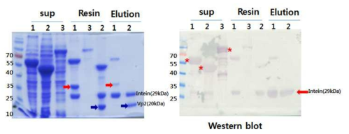 HaRNAV viral protein정제. 1: vp1, 2:vp2, 3:vp3