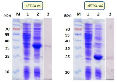 대장균 내의 단백질 발현 (VP1, VP2). 1: before induction, 2: Induction of target HaRNAV vps in E.coli, 3: Western blotting with histidine antibody