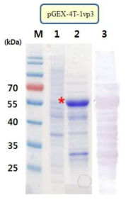 대장균 내의 단백질 발현 (VP3). 1: before induction, 2: Induction of target HaRNAV vps in E. coli, 3: Western blotting with histidine antibody