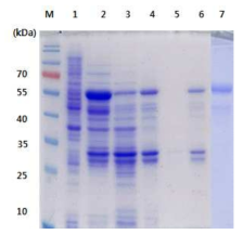 HaRNAV viral protein 정제 (VP3). 1: before induction, 2:supernatant fraction, 3: flow through after resin binding, 4: resin after binding, 5: washing fraction, 6: resin after washing, 7: purified vps