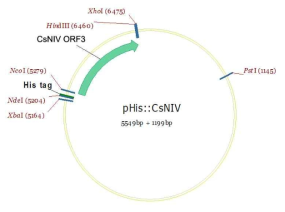 pHis::CsNIV의 제조. pHis-pallarel1 plasmid(5.5 kb)는 MCS의 5‘ 부위에 His tag를 가지고 있으며 PCR에 의해서 증폭된 CsNIV ORF3(1199 bp)는 NcoI 과 HindIII를 이용하여 cloning