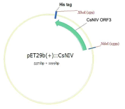 pET29b(+)::CsNIV의 제조. pET29b(+) plasmid(5.3 kb)는 MCS의 3‘ 부위에 His tag를 가지고 있으며 PCR에 의해서 증폭된 CsNIV ORF3(1199 bp)는 NdeI과 XhoI를 이용하여 cloning