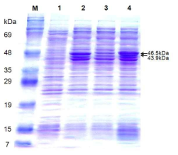 대장균에서 CsNIV capsid 단백질의 과발현. Lane M: protein size marker, Lane 1: pET29b(+), Lane 2: pET29b(+)::CsNIV, Lane 3: pHis-pallarel1, Lane 4: pHis-CsNIV (CsNIV-His6)