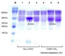 High-speed centrifugation과 ultracentrifugation을 이용한 CsNIV capsid 단백질의 자가조립(self-assembly) 여부의 조사. Lane M: size marker. Lane 1: crude extract of E. coli with pHis-pallarel1, Lane 2: crude extract of E. coli with pHis::CsNIV, Lane 3: soluble fraction of E. coli with pHis::CsNIV, Lane 4: crude extract of E. coli with pET29b(+), Lane 5: crude extract of E. coli with pET29b(+)::CsNIV, Lane 6: soluble fraction of E. coli with pET29b(+)::CsNIV