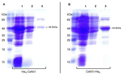 Affinity chromatography를 이용한 His6-CsNIV와 CsNIV-His6의 정제. A. His6-CsNIV의 정제. B. CsNIV-His6 의 정제. Lane 1: crude extract, Lane 2: eluate in the wash step using wash buffer containing 5 mM imidazole, Lane 3: Eluate eluted with buffer containing 200 mM imidazole