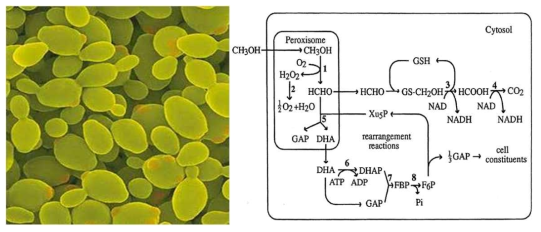 P ichia pastoris and its metabolic pathway simplified