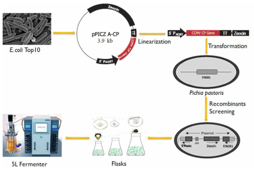 Recombinant protein production using P . pastoris expression system