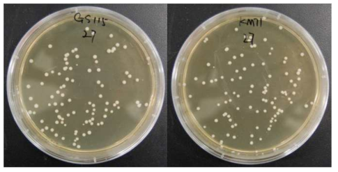 Transformation of P . pastoris. The results are different; left is GS 115 and right is KM71