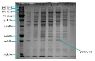 SDS-PAGE results of recombinants. Lane 1-5, Soluble fractions of pPICZA-CP Recombinants after sonication 6, Control of GS115-pPICZA; 7, Control of GS115; M, DokDo-MARKTM Broad-range