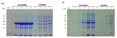 Recombinant HcRNAV34 capsid protein over-expression in E. coli BL21(DE3) at 30ℓ fermentor; (A). LB medium (B). M9 mineral medium. Symbol: M. molecular marker; lane 1, 4 h; lane 2, 8 hr; lane 3, 12 hr; lane 4, 16 hr; lane 5, 20 hr