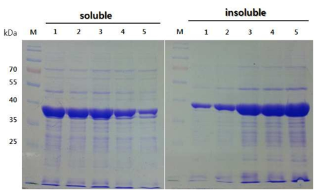 Expression of soluble and insoluble fractions of HcRNAV34 capsid protein in E. coli BL21(DE3). Symbol: M, Molecular marker, lane 1. 1000rpm, lane 2. 1500rpm, lane 3. 3000rpm, lane 4. 5000rpm, lane 5. 7000rpm