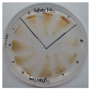 HcRNAV109와 HcRNAV34의 캡시드 단백질 발현을 위한 선발된 Phaeodactylum tricornutum 형질전환체