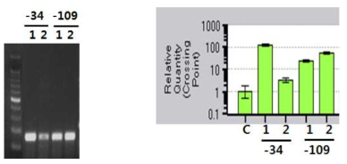 형질전환체 HcRNAV34 와 109의 semi-RT-PCR prodcut와 qRT-PCR 분석 결과