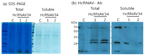 Immunoblot analysis를 통한 P . tricornutum HcRNAV34 형질전환체의 단백질 발현 확인. (a) SDS-PAGE gel 사진 (b) HcRNAV Antibody로 Western blot (C, 대조구)